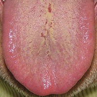 červený s povlakem ukazuje na plné horko RE SHI (Stín brokátového závoje - kód 012) červený s povlakem ukazuje na plné horko RE SHI (Stín brokátového závoje - kód 012)